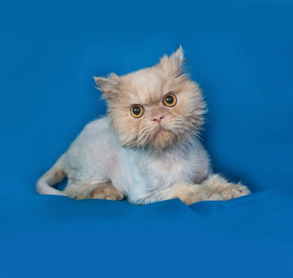 Persian bobbed cat lies on blue — Stock Photo, Image