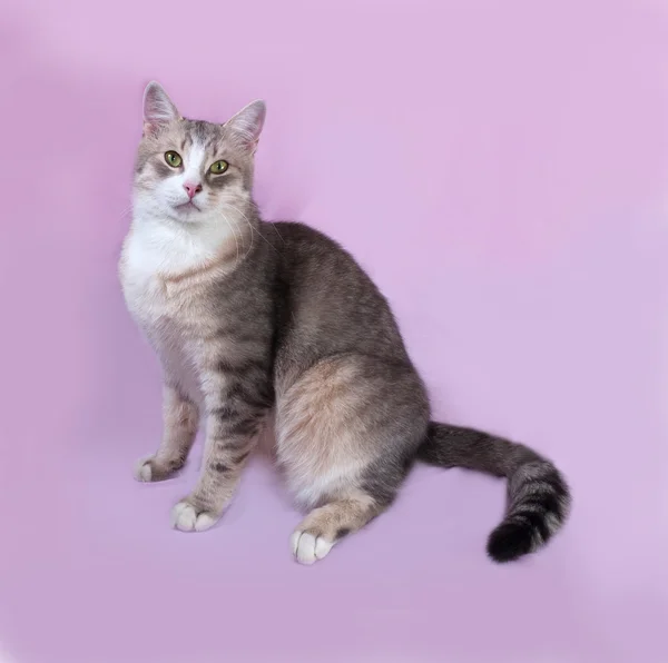 Grå, stripet, feit katt som ligger på syriner – stockfoto