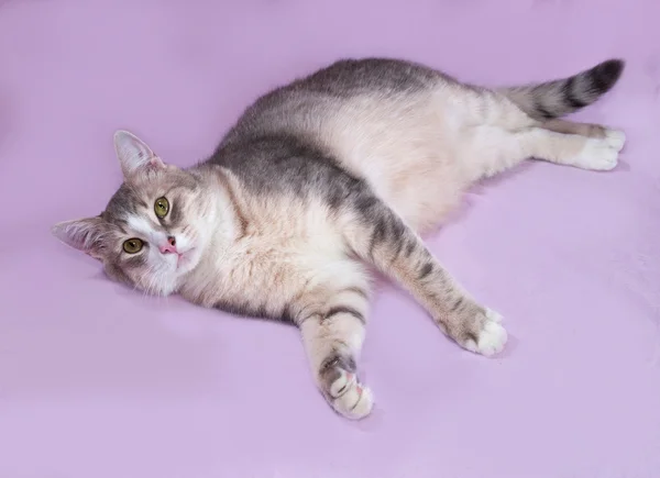 Gray striped fat cat lying on lilac — Stock Photo, Image