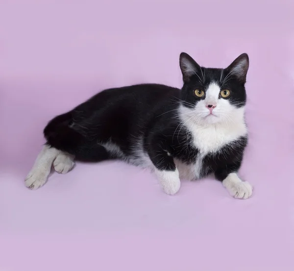 Schwarz-weiße Katze liegt auf Flieder — Stockfoto
