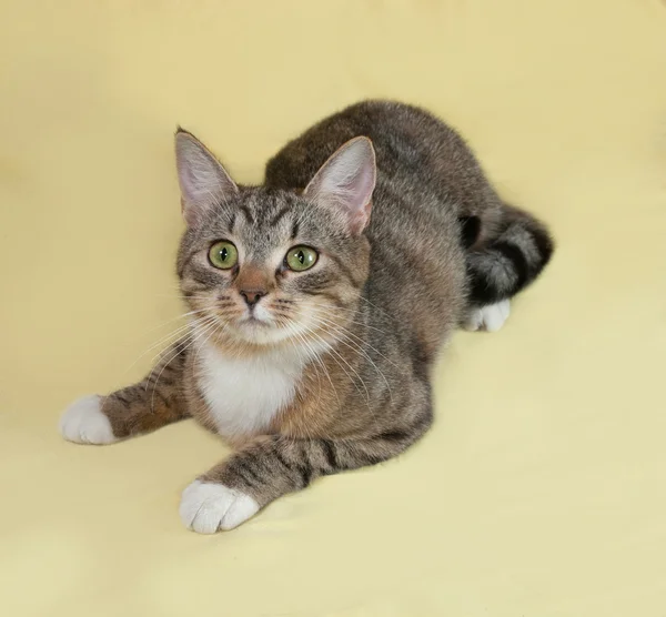 Chat rayé et blanc repose sur le jaune — Photo