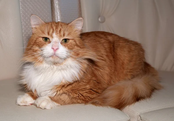 Gato rojo y blanco acostado en sofá de cuero —  Fotos de Stock