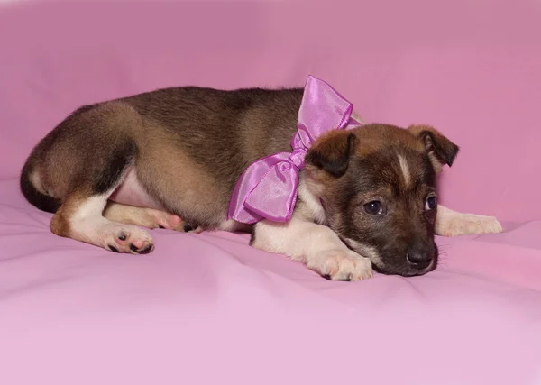 Cachorro marrón y blanco con arco se encuentra en rosa —  Fotos de Stock