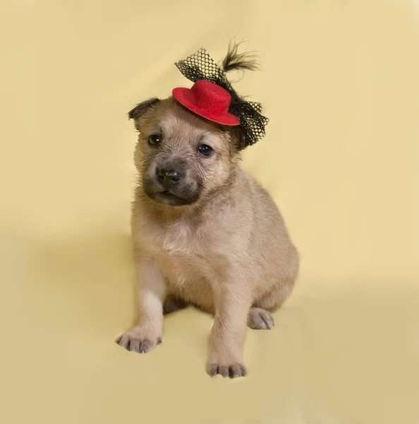 Pequeño cachorro amarillo en sombrero rojo se sienta en amarillo —  Fotos de Stock