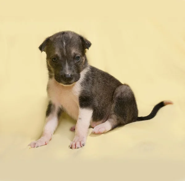 Pequeño cachorro marrón y blanco sentado en amarillo — Foto de Stock