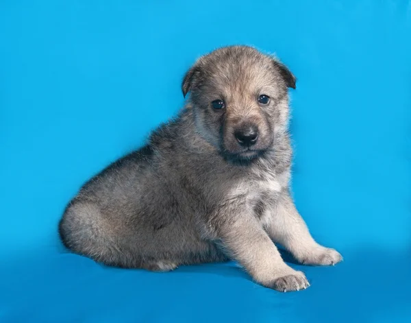 Kleine grijze pup zittend op blauw — Stockfoto
