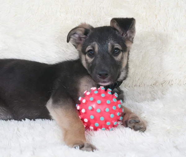 Kleine zwarte en gele pup liggen naast bal op witte sofa — Stockfoto