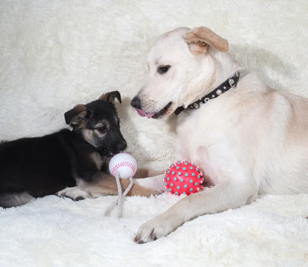 Puppy and dog playing on white sofa — Stock Photo, Image