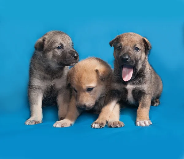 Drei kleine graue Welpen sitzen auf blau — Stockfoto