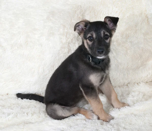 Pequeno filhote de cachorro preto e amarelo sentado no sofá branco — Fotografia de Stock