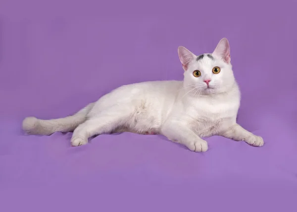 라일락에 회색 반점 가진 백색 고양이 거짓말 — 스톡 사진