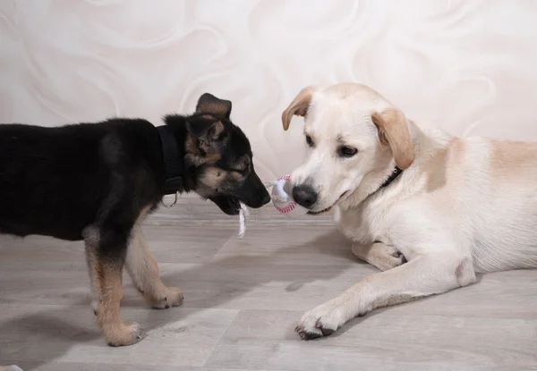 Puppy en hond spelen op verdieping — Stockfoto