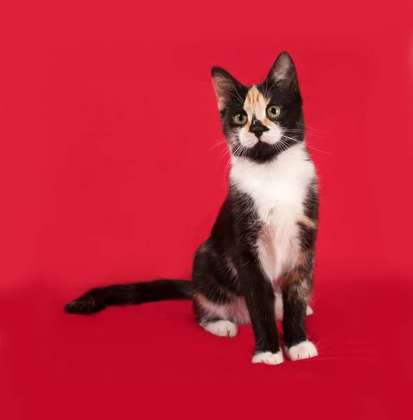 Tricolor kattunge sitter på röd — Stockfoto