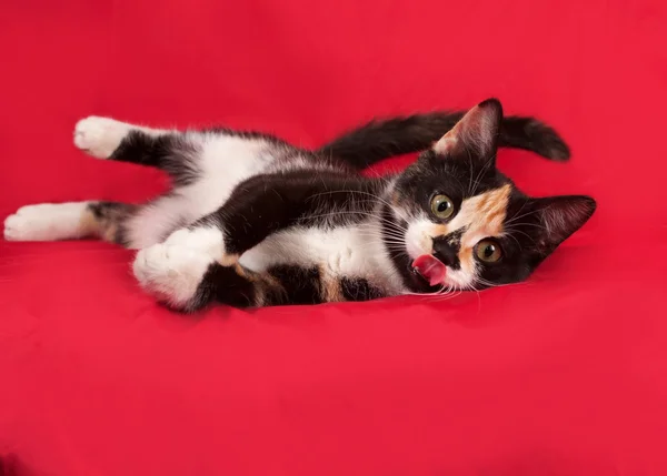 Gattino tricolore sdraiato sul rosso — Foto Stock