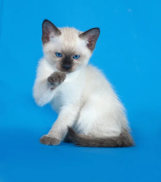 Thai white kitten sitting on blue — Stock Photo, Image