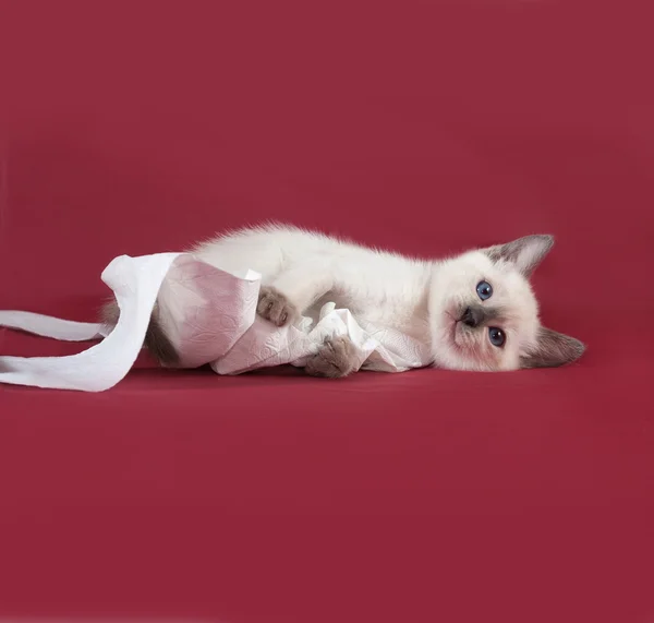 Thai vit kattunge leker med toalettpapper på rött — Stockfoto