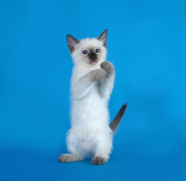 Thai white kitten standing on blue — Stock Photo, Image