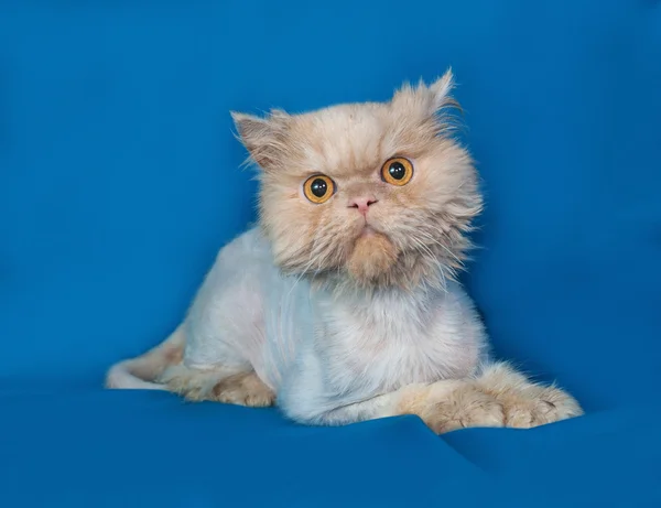 Persian bobbed cat lies on blue — Stock Photo, Image