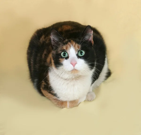 Tricolor gato se encuentra en amarillo —  Fotos de Stock