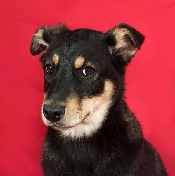 Black and yellow puppy sitting on red — Stock Photo, Image
