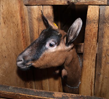 Nubian brown goat in barn clipart