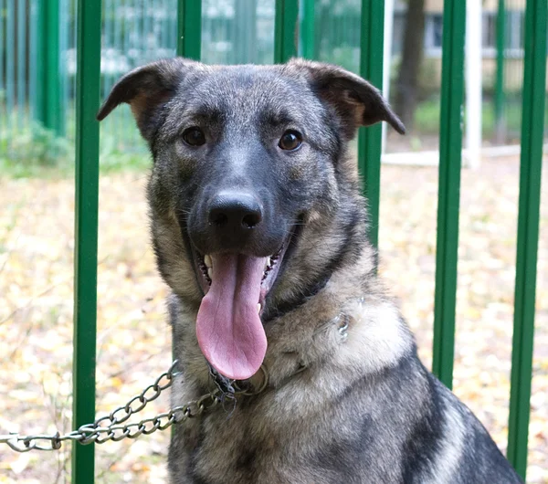 Gray dog in metal collar — Stock Photo, Image