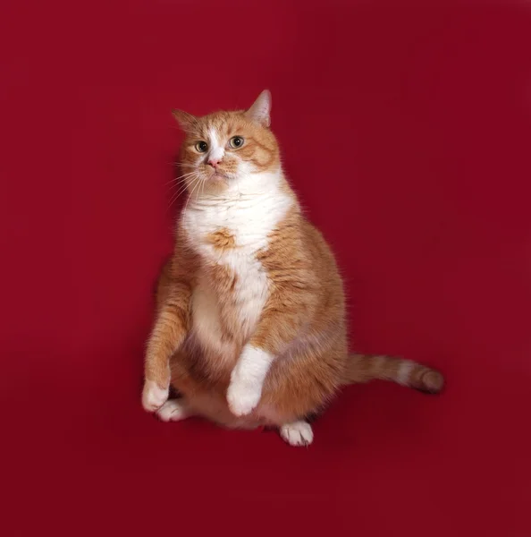 Thick red cat sitting on red — Stock Photo, Image