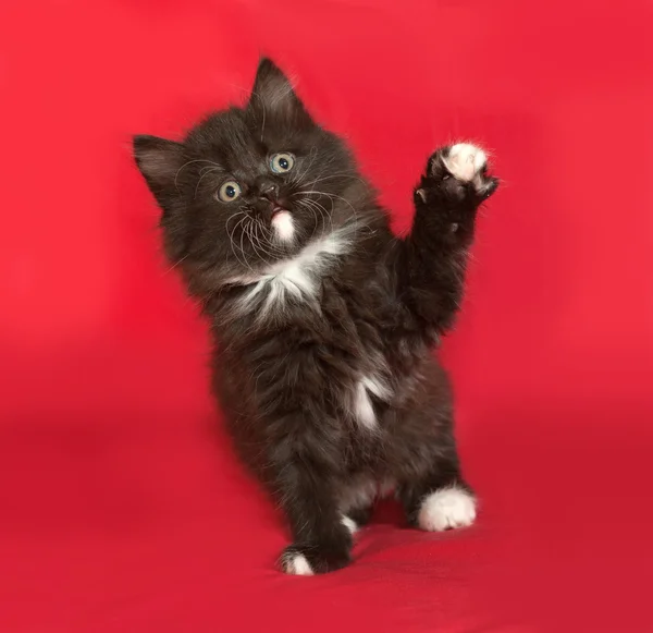 Zwart-wit pluizig kitten zittend op rood — Stockfoto