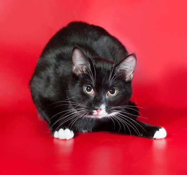 Schwarz-weiße Katze liegt auf rot — Stockfoto