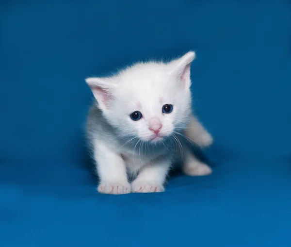 Küçük beyaz yavru kedi ayakta mavi — Stok fotoğraf