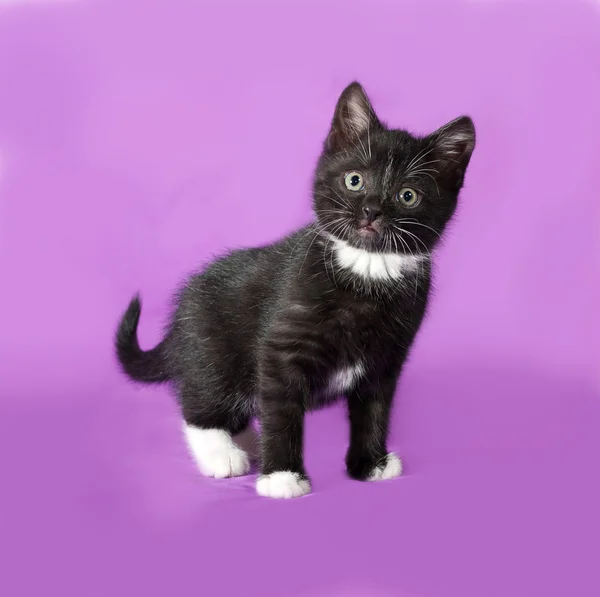 Black and white fluffy kitten standing on lilac — Stock Photo, Image