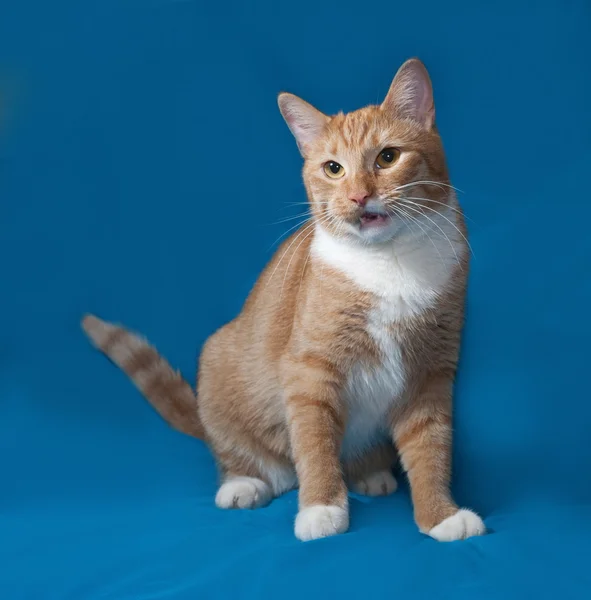 Ginger and white cat sitting on blue — Stock Photo, Image