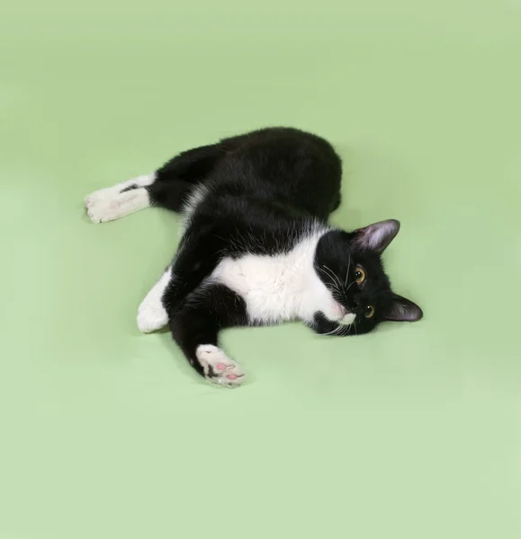 Chat noir et blanc repose sur le vert — Photo