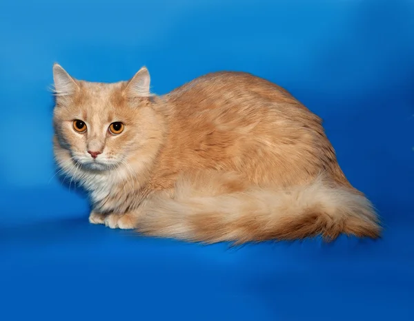 Red fluffy cat lies on blue — Stock Photo, Image