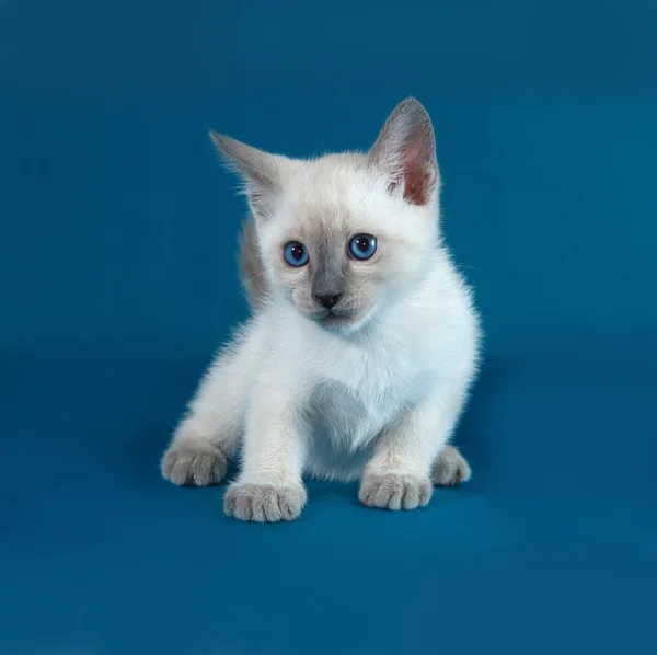 Tailandés blanco gatito de pie en azul — Foto de Stock