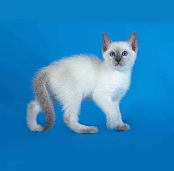 Tailandés blanco gatito de pie en azul — Foto de Stock