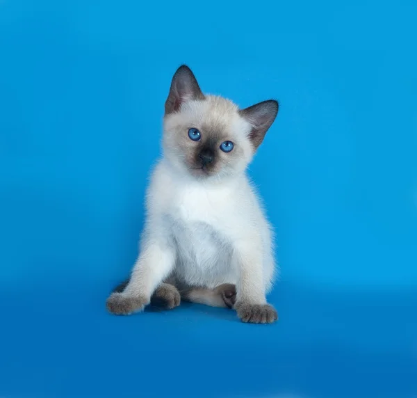 Mavi üzerinde oturan Tay beyaz yavru kedi — Stok fotoğraf