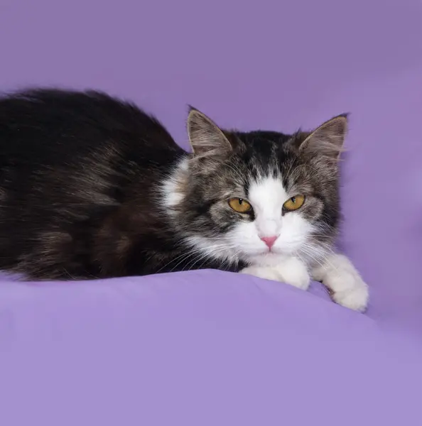 Fluffy tabby and white cat lying on lilac — Stock Photo, Image