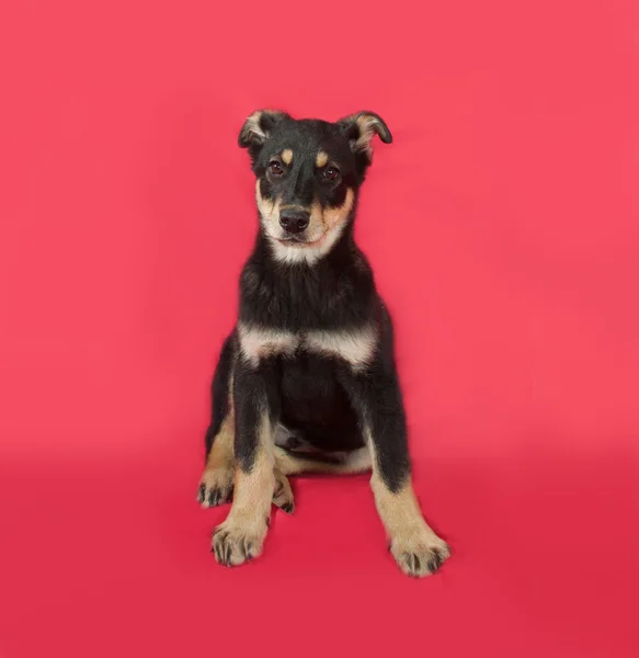 Little yellow puppy sitting on red — Stock Photo, Image