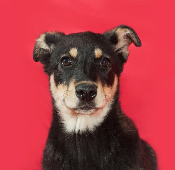 Pequeno cachorro amarelo sentado no vermelho — Fotografia de Stock