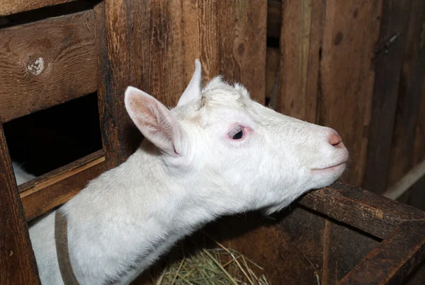 Saanen white goat in barn — Stock Photo, Image