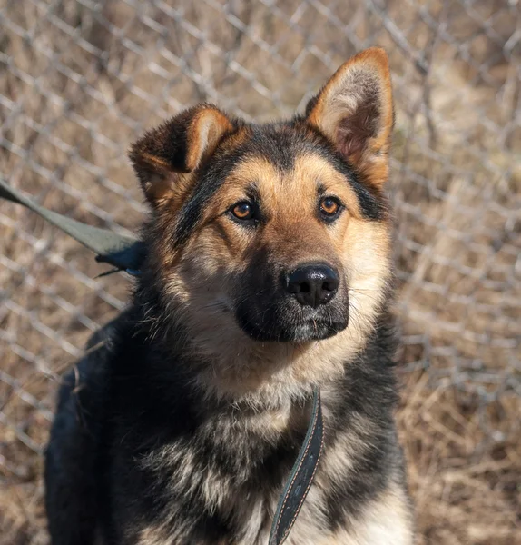 Çit arka plan üzerinde siyah ve kırmızı tüylü köpek — Stok fotoğraf