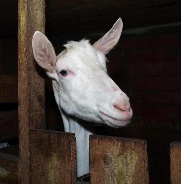 Saanen white goat in barn — Stock Photo, Image