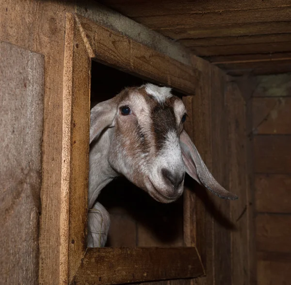 Nubische braune Ziege im Stall — Stockfoto