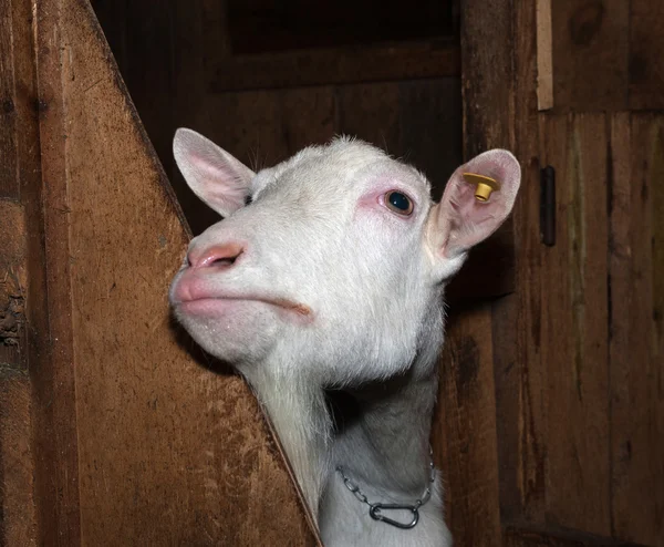 Saanen white goat in barn — Stock Photo, Image