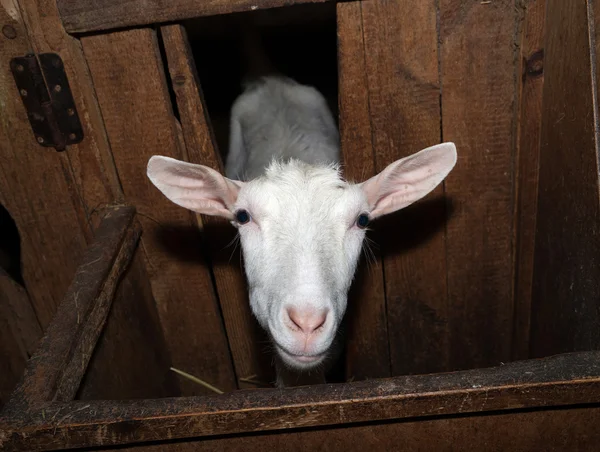 納屋で白ザーネン種ヤギ — ストック写真