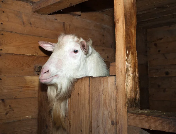 納屋で白ザーネン種ヤギ — ストック写真
