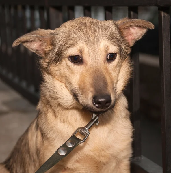 Yellow puppy outside — Stock Photo, Image