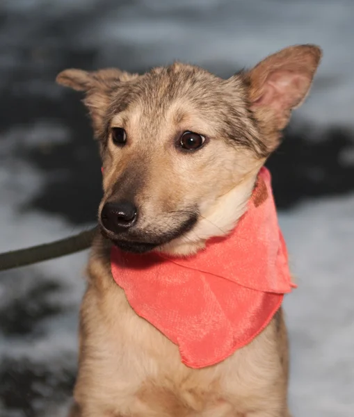 Yellow puppy in pink bandanna — Stock Photo, Image