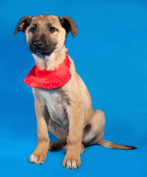 Filhote de cachorro amarelo fino em bandanna vermelho sentado no azul — Fotografia de Stock